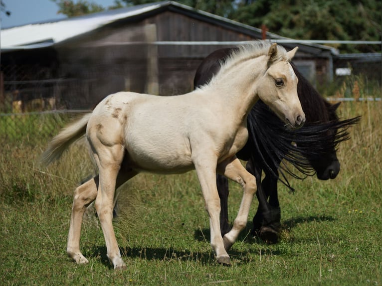 Deutsches Reitpony Wallach 1 Jahr 140 cm Palomino in Spreenhagen