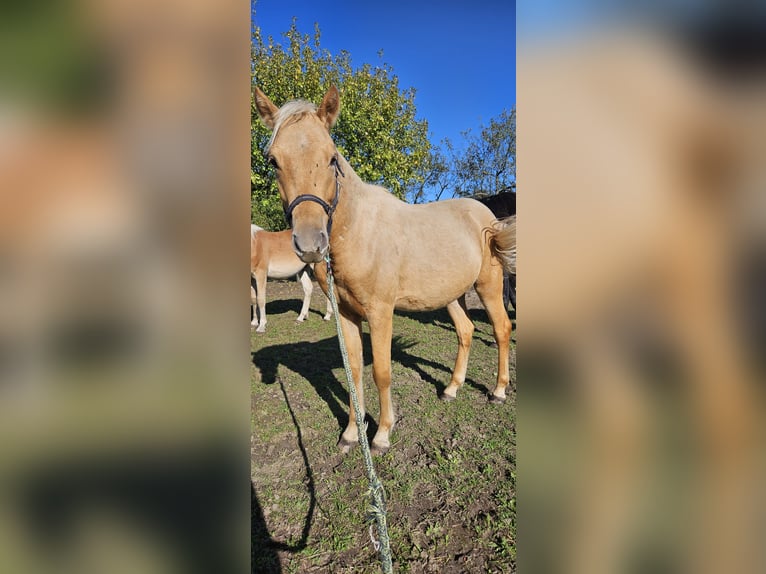 Deutsches Reitpony Wallach 1 Jahr 140 cm Palomino in Mixdorf