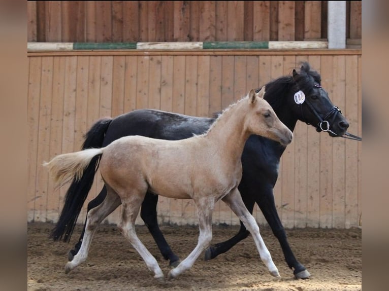 Deutsches Reitpony Wallach 1 Jahr 140 cm Palomino in Mixdorf