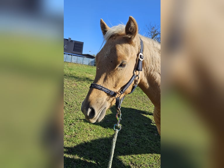 Deutsches Reitpony Wallach 1 Jahr 140 cm Palomino in Mixdorf