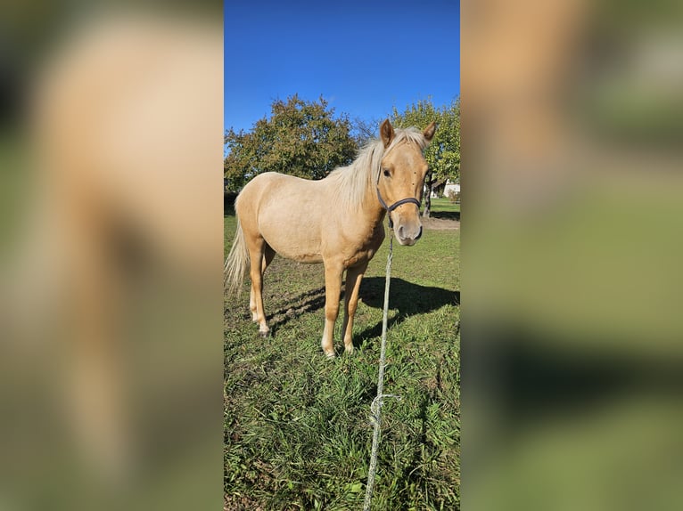 Deutsches Reitpony Wallach 1 Jahr 140 cm Palomino in Mixdorf