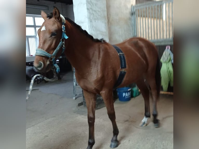 Deutsches Reitpony Mix Wallach 1 Jahr 142 cm Brauner in Cambs