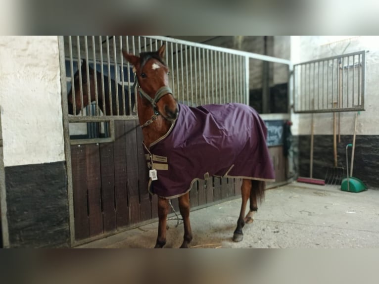 Deutsches Reitpony Mix Wallach 1 Jahr 142 cm Brauner in Cambs