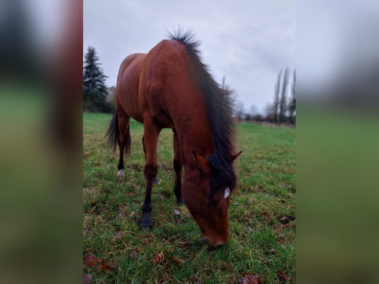 Deutsches Reitpony Mix Wallach 1 Jahr 142 cm Brauner in Cambs