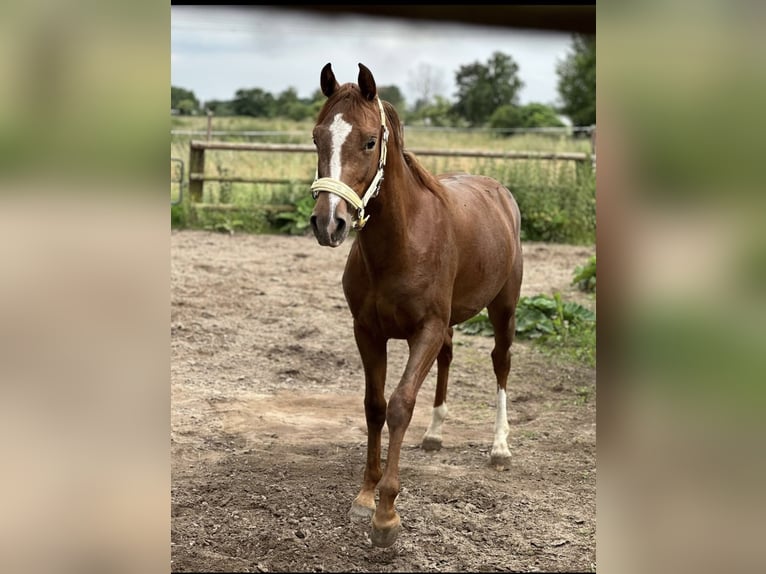 Deutsches Reitpony Mix Wallach 1 Jahr 144 cm Fuchs in Dormagen