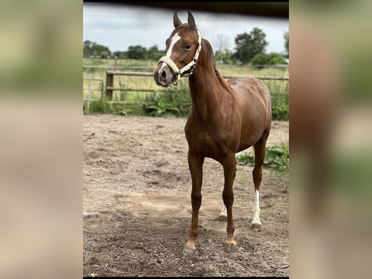 Deutsches Reitpony Mix Wallach 1 Jahr 144 cm Fuchs in Dormagen