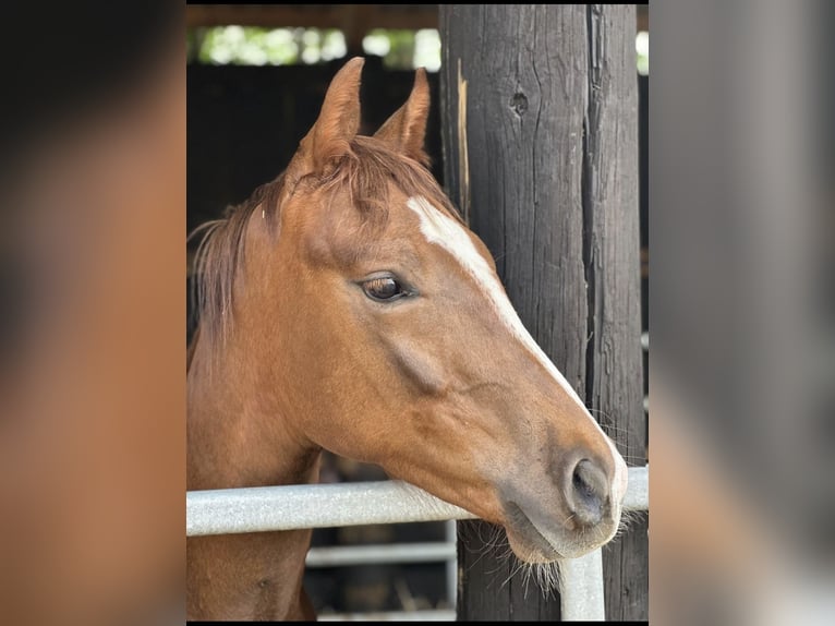 Deutsches Reitpony Mix Wallach 1 Jahr 144 cm Fuchs in Dormagen