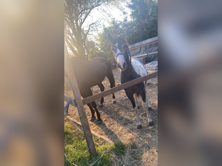 Deutsches Reitpony Wallach 1 Jahr 145 cm Schecke in Ladeburg