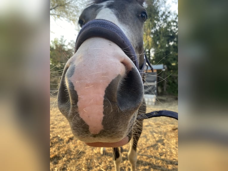 Deutsches Reitpony Wallach 1 Jahr 145 cm Schecke in Ladeburg