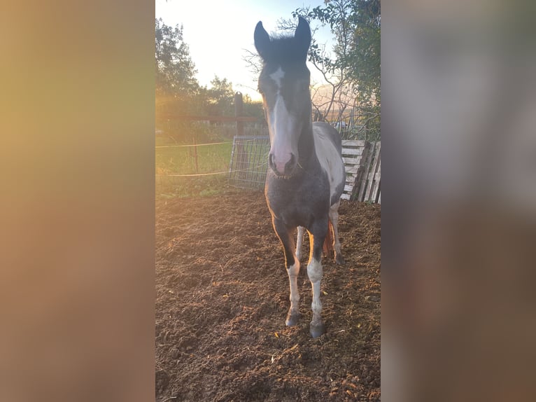 Deutsches Reitpony Wallach 1 Jahr 145 cm Schecke in Ladeburg