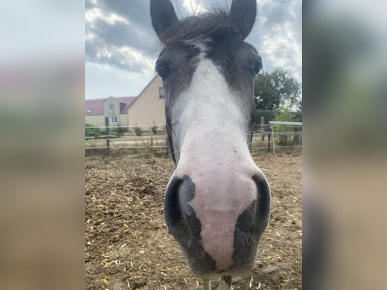 Deutsches Reitpony Wallach 1 Jahr 145 cm Schecke in Ladeburg