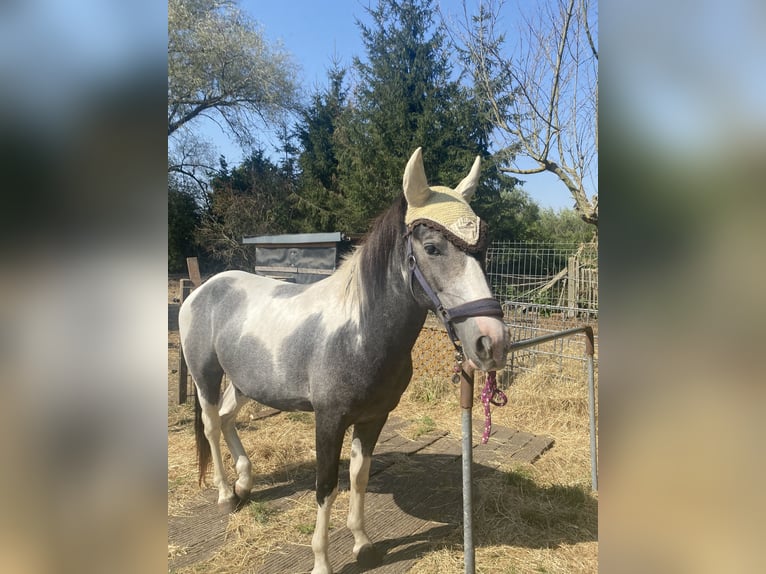 Deutsches Reitpony Wallach 1 Jahr 145 cm Schecke in Ladeburg