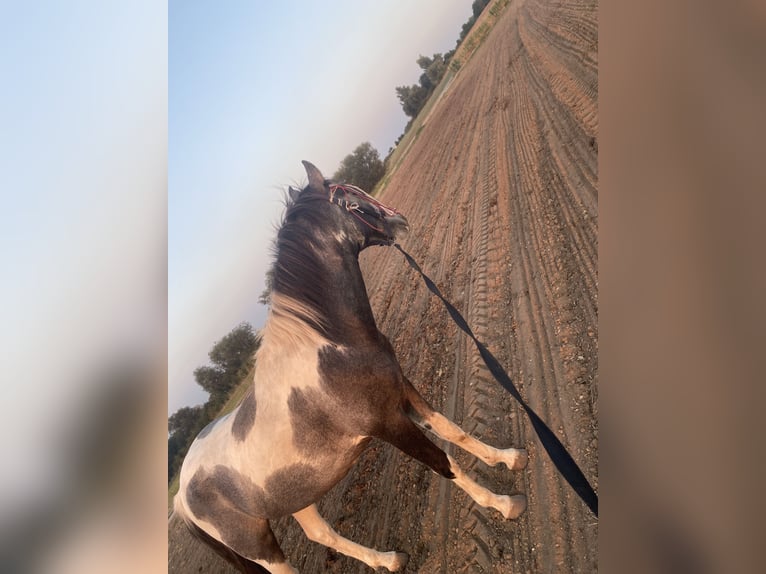 Deutsches Reitpony Wallach 1 Jahr 145 cm Schecke in Ladeburg