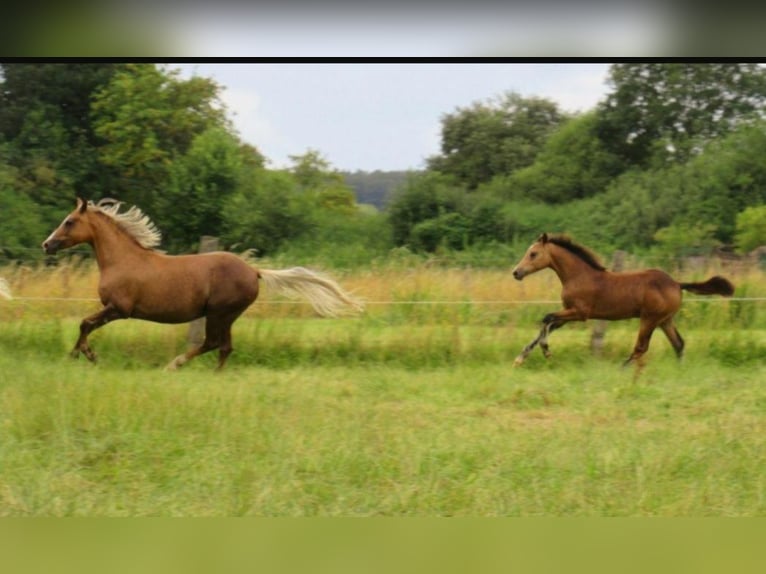 Deutsches Reitpony Wallach 1 Jahr 148 cm Falbe in Velpke