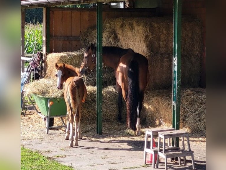 Deutsches Reitpony Wallach 1 Jahr 148 cm Fuchs in Spelle