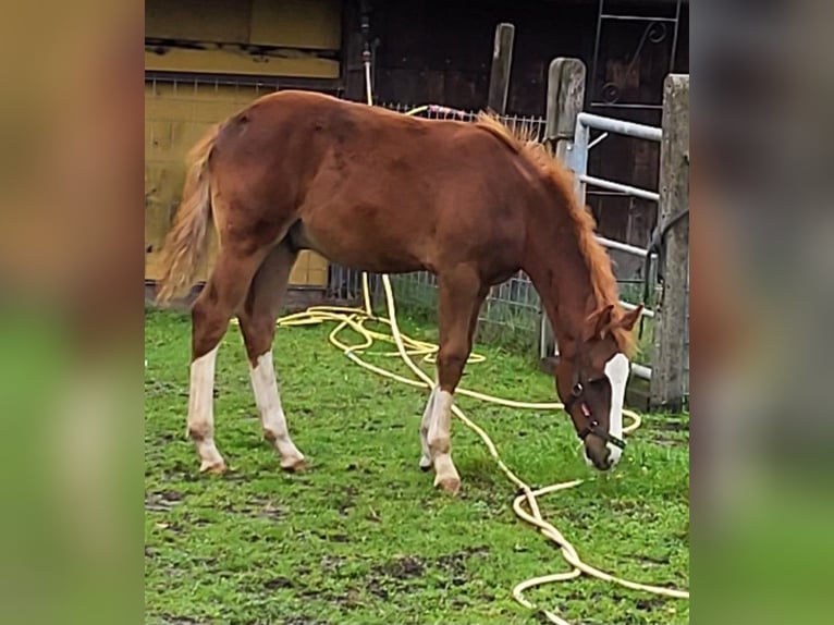 Deutsches Reitpony Wallach 1 Jahr 148 cm Fuchs in Spelle