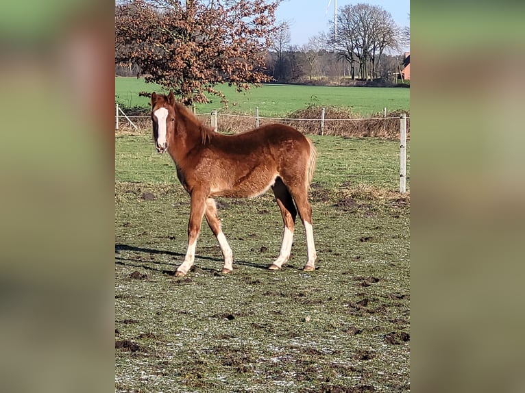 Deutsches Reitpony Wallach 1 Jahr 148 cm Fuchs in Spelle