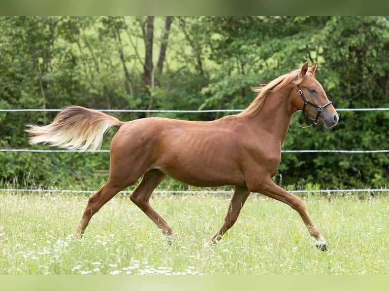 Deutsches Reitpony Wallach 1 Jahr 148 cm Fuchs in MarxheimGraisbach