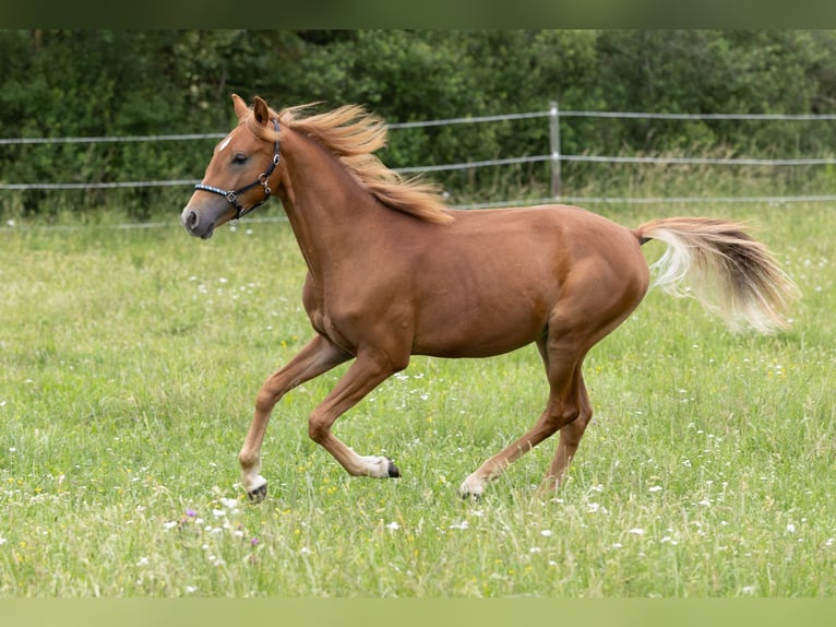 Deutsches Reitpony Wallach 1 Jahr 148 cm Fuchs in MarxheimGraisbach