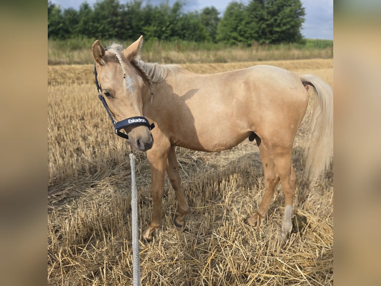 Deutsches Reitpony Wallach 1 Jahr 148 cm Palomino in Ahlen