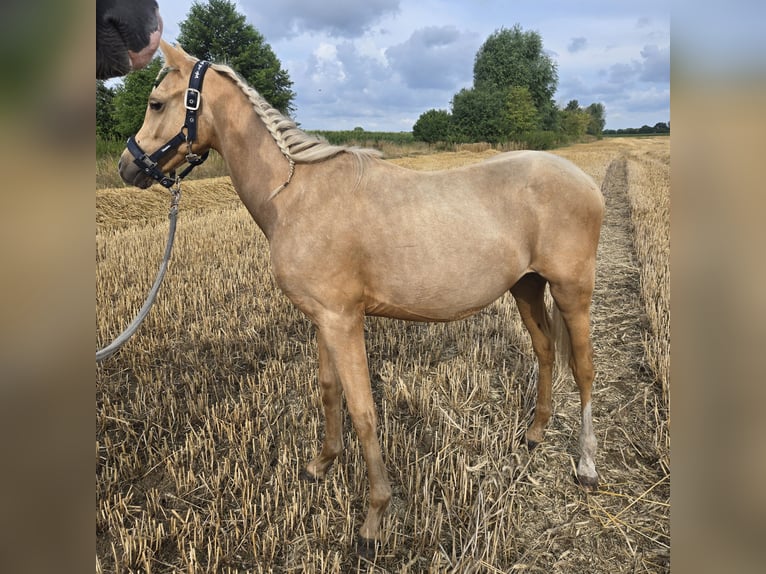 Deutsches Reitpony Wallach 1 Jahr 148 cm Palomino in Ahlen