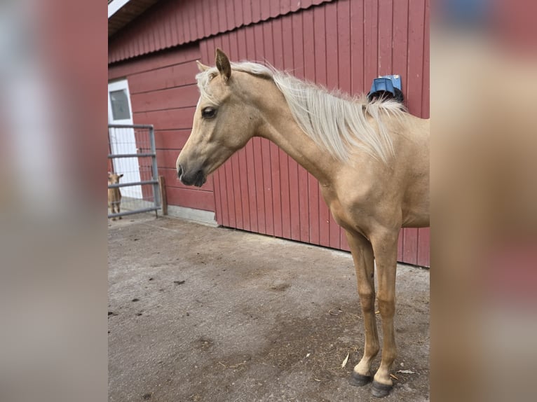 Deutsches Reitpony Wallach 1 Jahr 148 cm Palomino in Ahlen