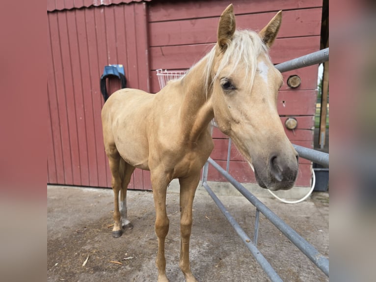 Deutsches Reitpony Wallach 1 Jahr 148 cm Palomino in Ahlen