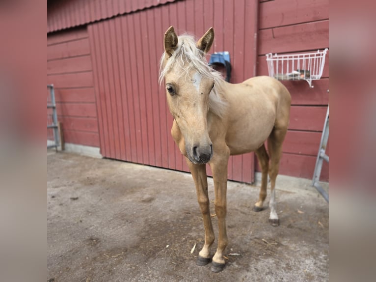 Deutsches Reitpony Wallach 1 Jahr 148 cm Palomino in Ahlen