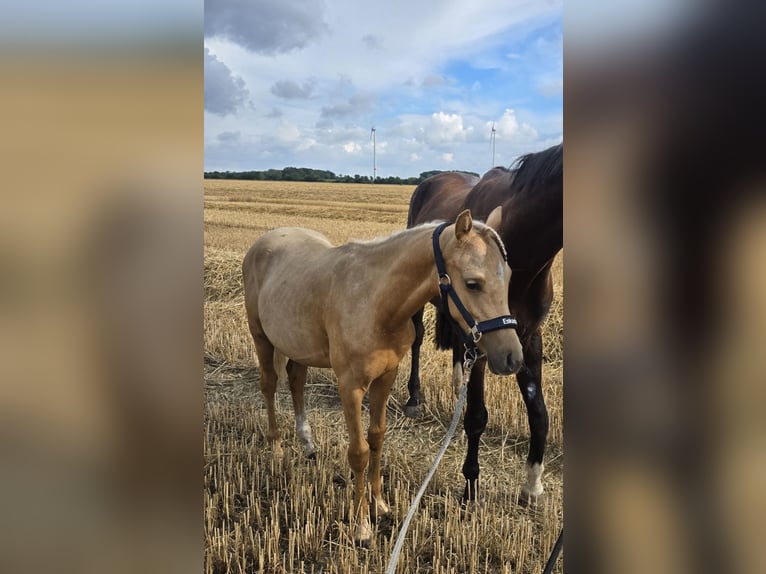 Deutsches Reitpony Wallach 1 Jahr 148 cm Palomino in Ahlen
