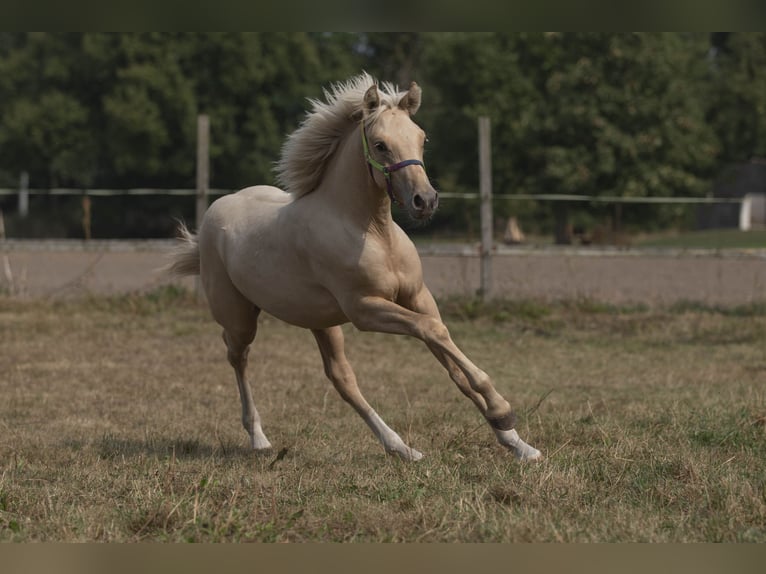 Deutsches Reitpony Wallach 1 Jahr 149 cm Palomino in Neuhaus