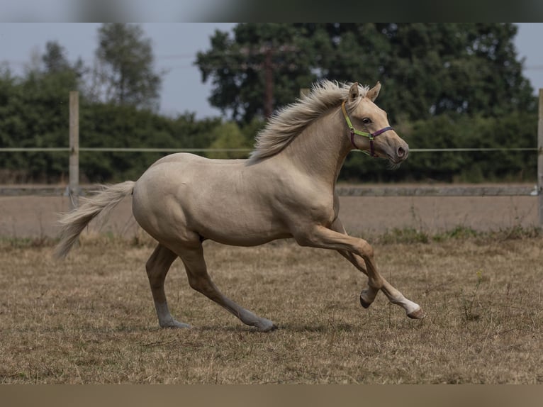 Deutsches Reitpony Wallach 1 Jahr 149 cm Palomino in Neuhaus