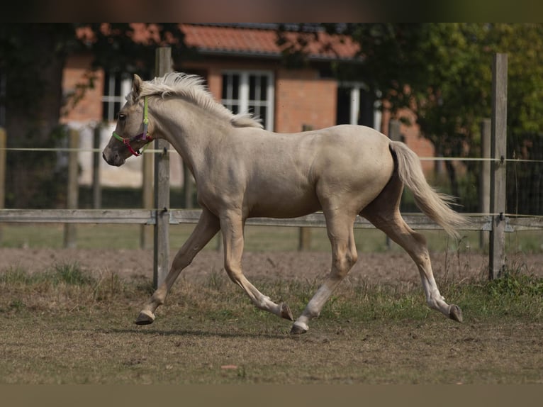 Deutsches Reitpony Wallach 1 Jahr 149 cm Palomino in Neuhaus