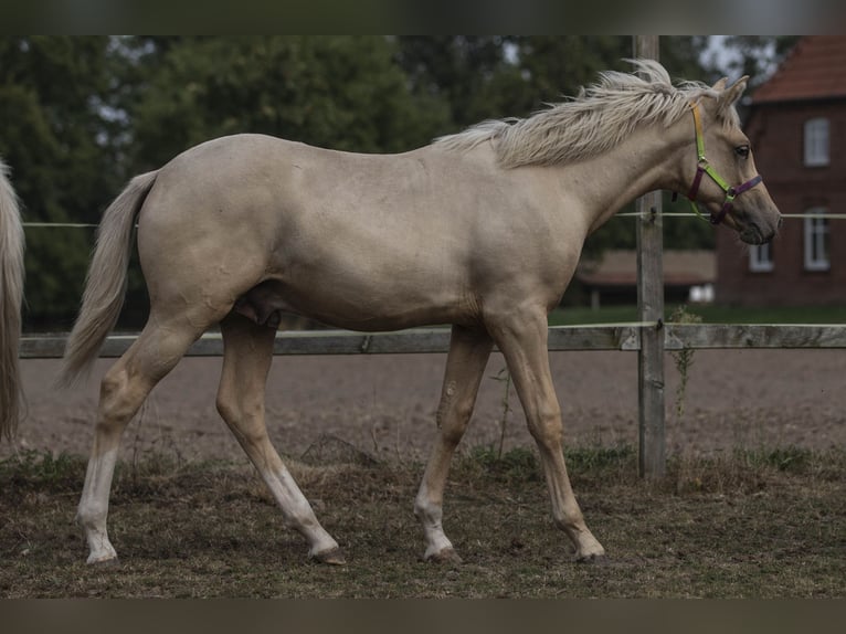 Deutsches Reitpony Wallach 1 Jahr 149 cm Palomino in Neuhaus
