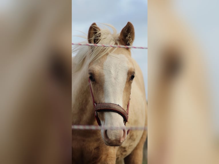 Deutsches Reitpony Wallach 1 Jahr 150 cm Palomino in Bahrdorf