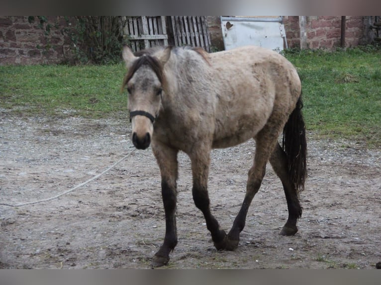 Deutsches Reitpony Mix Wallach 1 Jahr 155 cm Falbe in Buchen (Odenwald)