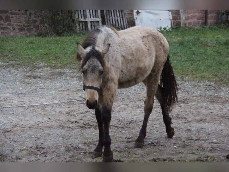 Deutsches Reitpony Mix Wallach 1 Jahr 155 cm Falbe in Buchen (Odenwald)