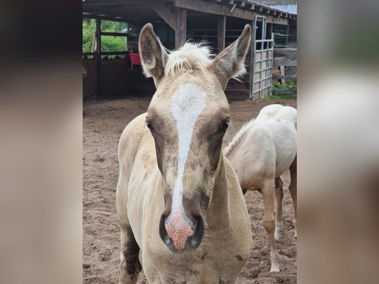Deutsches Reitpony Wallach 1 Jahr 160 cm Palomino in Spreenhagen