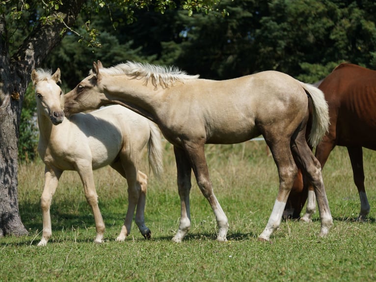 Deutsches Reitpony Wallach 1 Jahr 160 cm Palomino in Spreenhagen