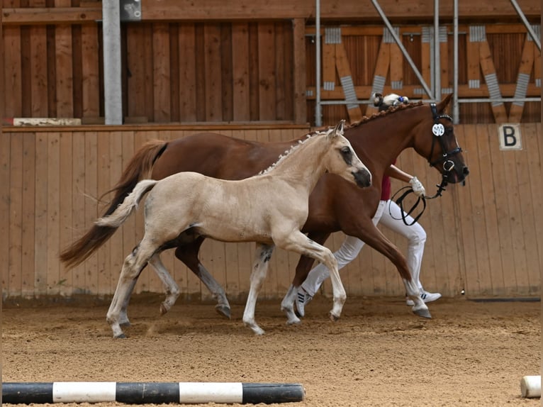 Deutsches Reitpony Wallach 1 Jahr 160 cm Palomino in Spreenhagen