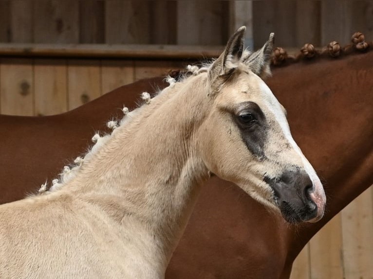 Deutsches Reitpony Wallach 1 Jahr 160 cm Palomino in Spreenhagen