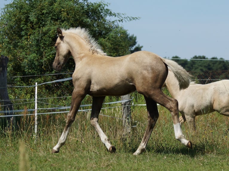 Deutsches Reitpony Wallach 1 Jahr 160 cm Palomino in Spreenhagen