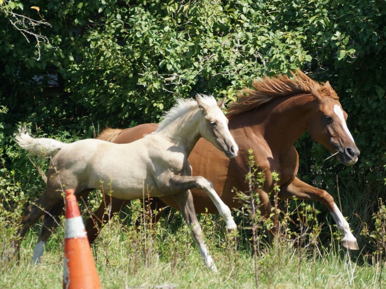 Deutsches Reitpony Wallach 1 Jahr 160 cm Palomino in Spreenhagen