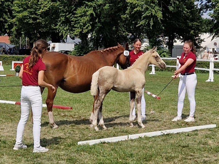 Deutsches Reitpony Wallach 1 Jahr 160 cm Palomino in Spreenhagen
