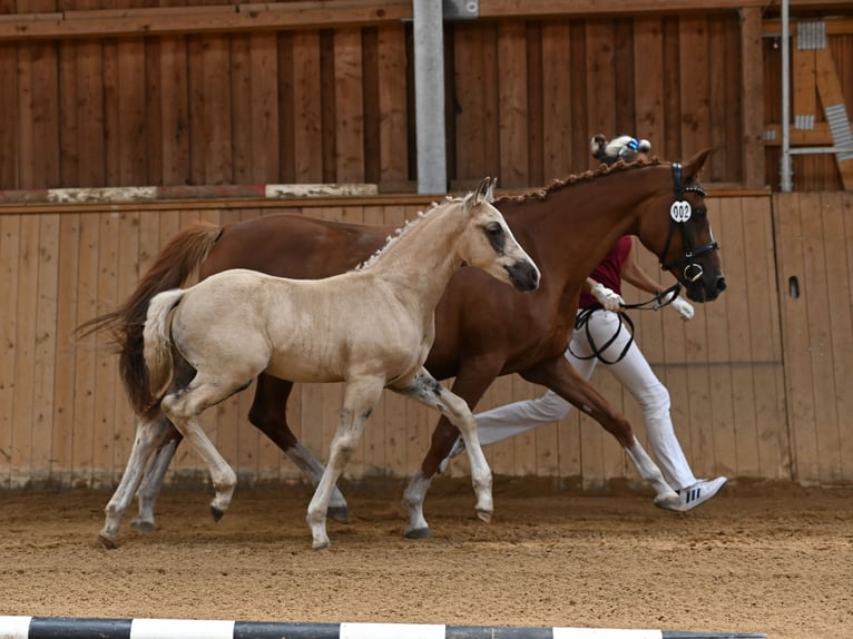 Deutsches Reitpony Wallach 1 Jahr 160 cm Palomino in Spreenhagen
