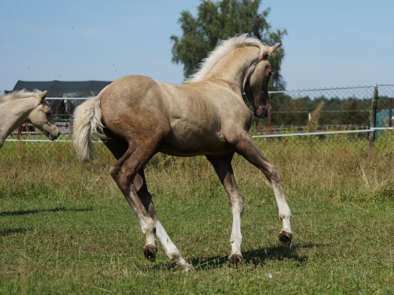 Deutsches Reitpony Wallach 1 Jahr 160 cm Palomino in Spreenhagen