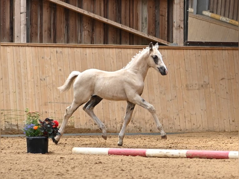 Deutsches Reitpony Wallach 1 Jahr 160 cm Palomino in Spreenhagen