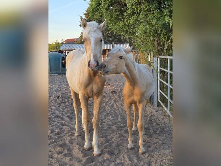 Deutsches Reitpony Wallach 1 Jahr 160 cm Palomino in Spreenhagen