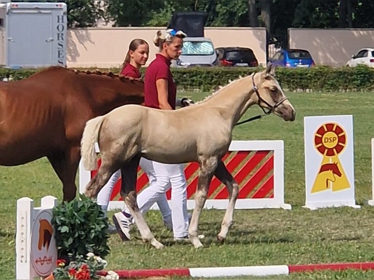 Deutsches Reitpony Wallach 1 Jahr 160 cm Palomino in Spreenhagen