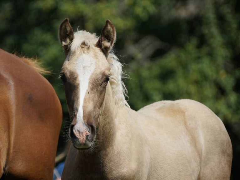 Deutsches Reitpony Wallach 1 Jahr 160 cm Palomino in Spreenhagen