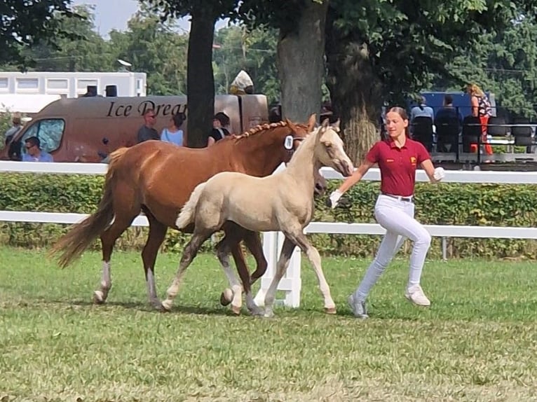 Deutsches Reitpony Wallach 1 Jahr 160 cm Palomino in Spreenhagen